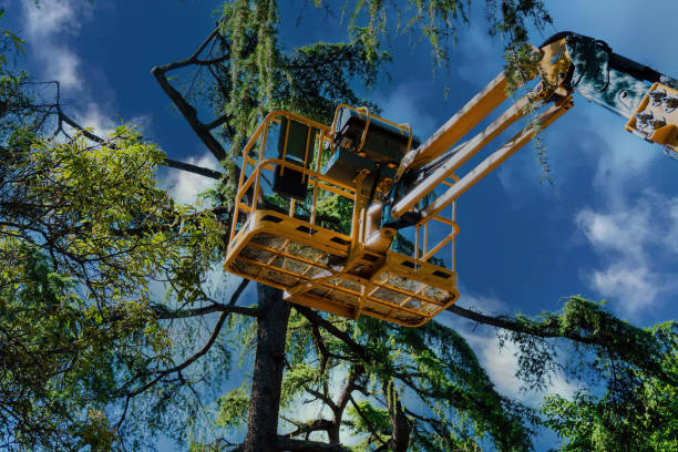 How Our Tree Care Process Works  in  Winterville, GA