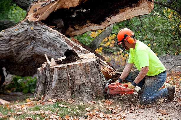 Professional Tree Care Services in Winterville, GA